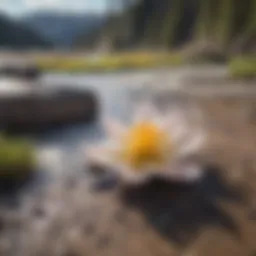A breathtaking view of Yellowstone's geothermal features during spring.