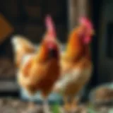 Optimizing Chicken Coop Management: An In-Depth Guide to the Best Door Opener Solutions Introduction