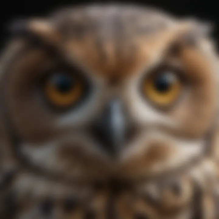 A close-up of an owl's eyes highlighting its keen night vision