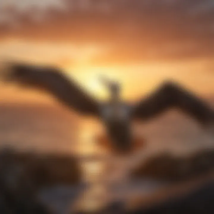 A majestic brown pelican showcasing its wingspan against a sunset backdrop