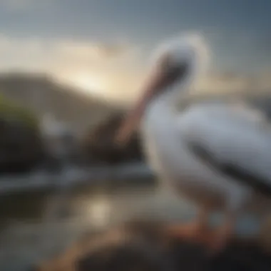 Comparison of Pelican Species A side-by-side visual comparison of various pelican species and their sizes