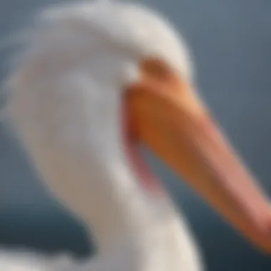 A close-up of a white pelican's distinctive beak, emphasizing its size and structure