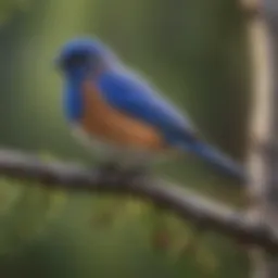Vibrant Pennsylvania bluebird perched on a branch