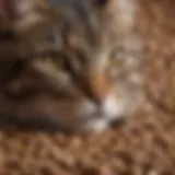 Close-up of Whole Hearted cat food kibble showcasing texture and quality