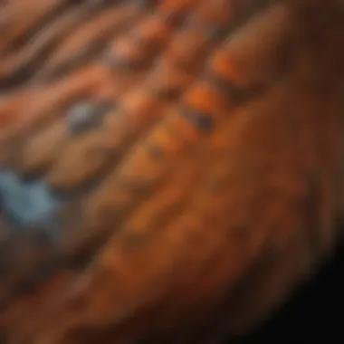 A close-up of a pheasant chicken demonstrating its distinctive feather patterns and colors.