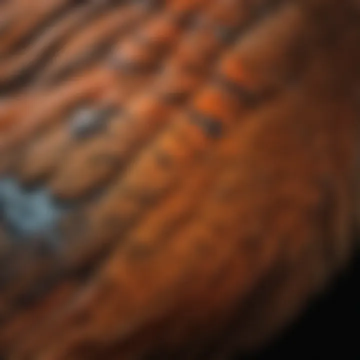 A close-up of a pheasant chicken demonstrating its distinctive feather patterns and colors.