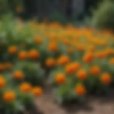An arrangement of marigold plants in a backyard, highlighting their bright colors and pest-repelling qualities.