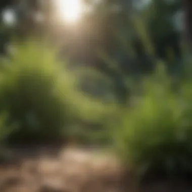 Citronella grass growing in a garden