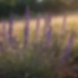 Lavender plant in full bloom