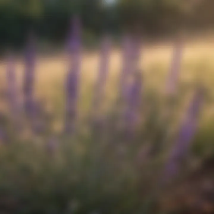 Lavender plant in full bloom