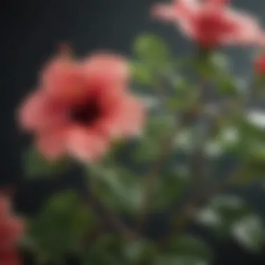 Close-up of hibiscus branches with fresh cuts