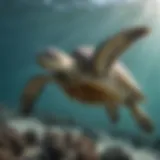 A majestic green sea turtle gliding through clear ocean waters.