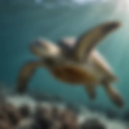 A majestic green sea turtle gliding through clear ocean waters.
