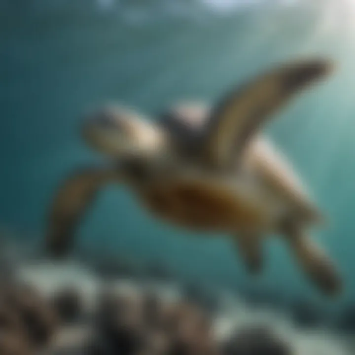 A majestic green sea turtle gliding through clear ocean waters.