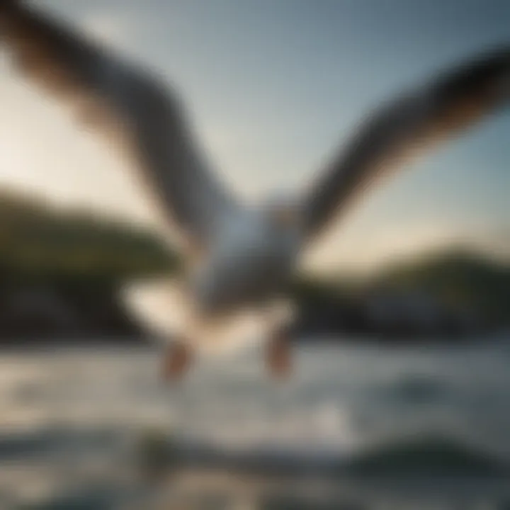 A seagull diving towards the water, showcasing its hunting prowess.