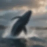 Aerial view of humpback whale breaching in ocean