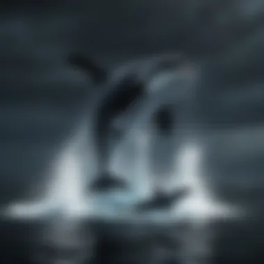 Orca Predation on Humpback Whales Orca hunting in the deep sea near a humpback whale