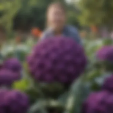 Freshly harvested purple cauliflower in a garden setting.