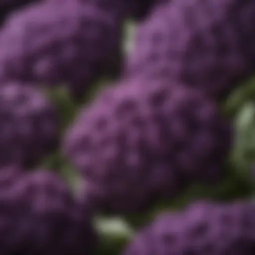 Vibrant purple cauliflower showcasing its unique color and texture.