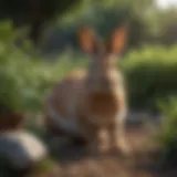 Natural rabbit deterrent plants