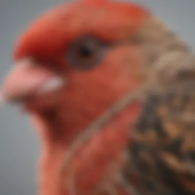 A close-up view of a red finch displaying its unique beak.