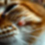 A close-up view of a cat's fur with visible ringworm lesions