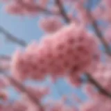 Satonishiki cherry tree in full bloom showcasing vibrant pink blossoms