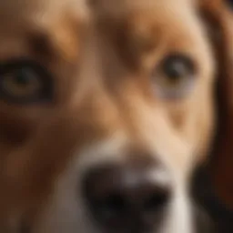 A close-up of a dog nose with a DNA test kit in the background