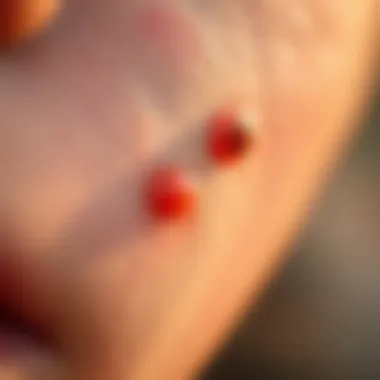 Skin Irritation from Bites Close-up of skin irritation from no-see-um bites