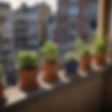 A selection of small pots arranged on a balcony with an urban backdrop.