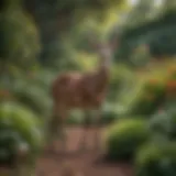 Lush garden showcasing deer-resistant plants