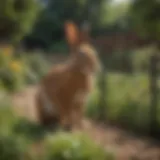 A well-maintained garden with rabbit-proof fencing