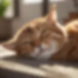 A cat resting comfortably in a sunny spot, symbolizing health and relaxation.