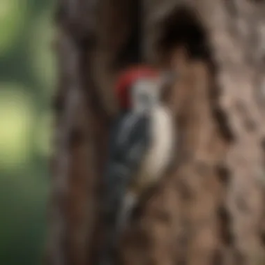 Visible Damage from Woodpecker Activity A home with visible woodpecker damage