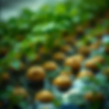 The Art of Cultivating Potatoes in Water Summary