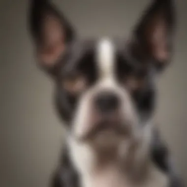 Healthy and Happy Boston Terrier After Grooming A well-groomed Boston Terrier looking happy and healthy