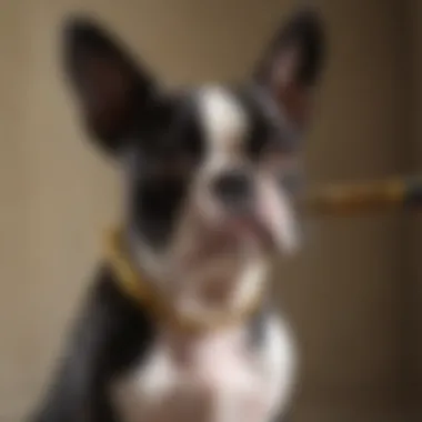 Variety of Brushes for Boston Terrier Grooming Different types of brushes suitable for grooming a Boston Terrier