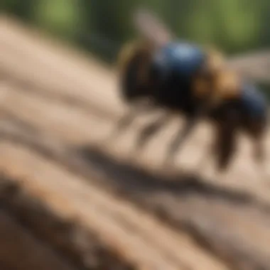 Carpenter Bee in Action Close-up of a carpenter bee hovering near wood