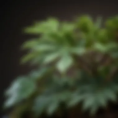 Close-up of bonsai fiscus leaves highlighting their unique texture and color