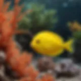 Vibrant Yellow Tang swimming in a coral reef