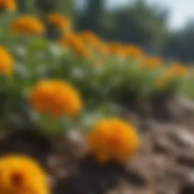 Delicate marigolds thriving in a sunny spot