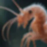 Close-up view of ghost shrimp exhibiting their unique translucent body structure.