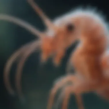 Translucent Body Structure of Ghost Shrimp Close-up view of ghost shrimp exhibiting their unique translucent body structure.