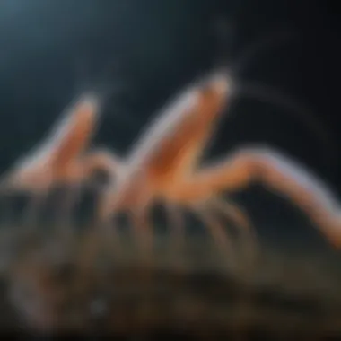 Reproduction and Lifecycle of Ghost Shrimp Visual representation of ghost shrimp reproduction and lifecycle stages.