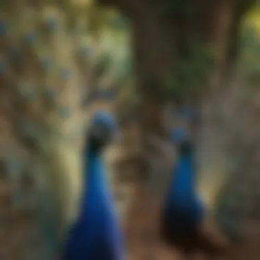 A group of peacocks displaying their feathers in a social interaction.