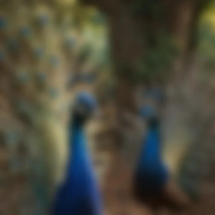 A group of peacocks displaying their feathers in a social interaction.