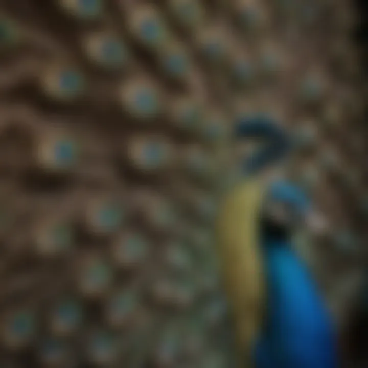 A close-up of a peacock's plumage, emphasizing the intricate patterns and colors.