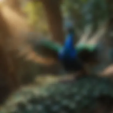 A vibrant peacock in flight showcasing its iridescent feathers.