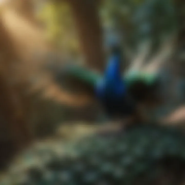 A vibrant peacock in flight showcasing its iridescent feathers.