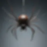 A flying spider gliding through the air using its silk